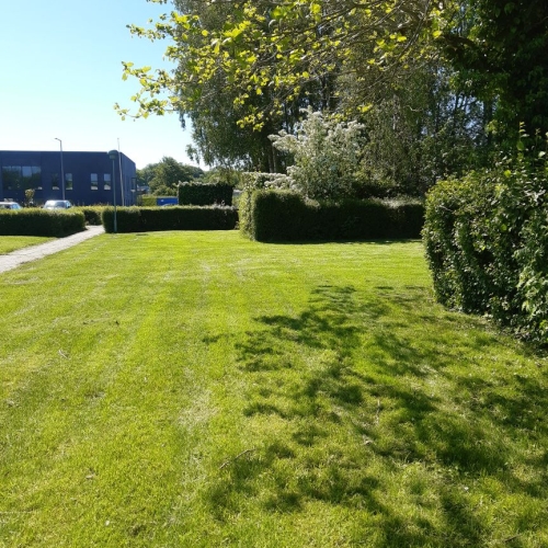 Slåning af græs i Odense