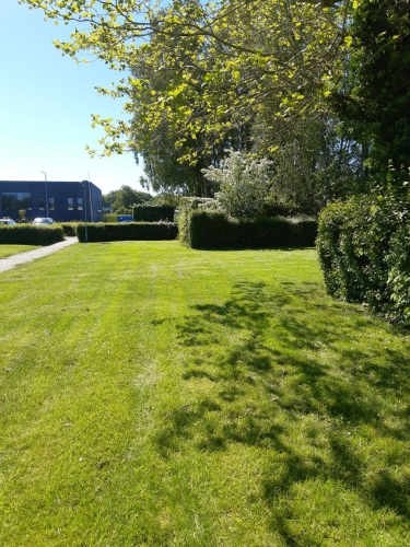 Slåning af græs i Odense