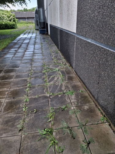 Miljøvenlig ukrudtsbekæmpelse i Vejle