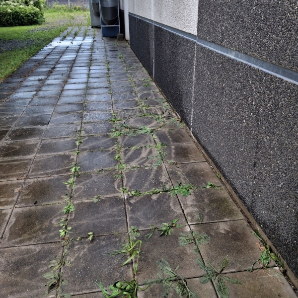 Miljøvenlig ukrudtsbekæmpelse i Vejle